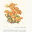 Chanterelles
