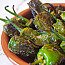 Padron Peppers